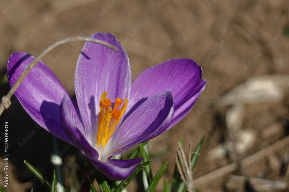 Fototapeta premium 春の訪れを告げる花