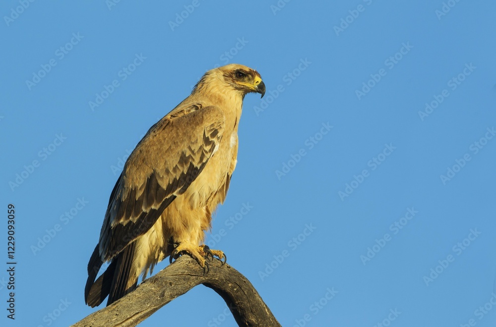 Tawny Eagle (Aquila rapax), pale variety, sitting on perch, Kalahari Desert, Kgalagadi Transfrontier Park, South Africa, Africa Tawny Eagle (Aquila rapax), pale variety, sitting on perch, Kalahari Desert, Kgalagadi Transfrontier Park, South Africa, Africa