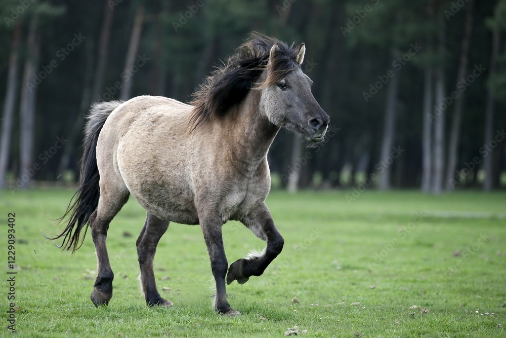 Dülmen pony, Dulmen, North Rhine-Westphalia, Germany, Europe Dülmen pony, Dulmen, North Rhine-Westphalia, Germany, Europe