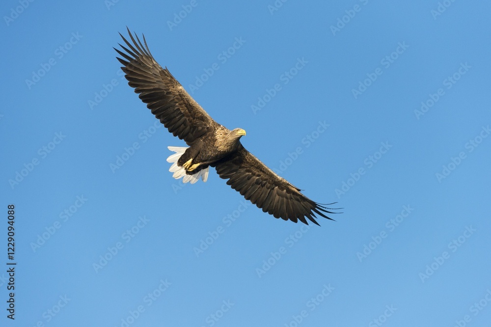 Fototapeta premium White-tailed Eagle or Sea Eagle (Haliaeetus albicilla), in flight, Mecklenburg Lake District, Mecklenburg-Western Pomerania, Germany, Europe