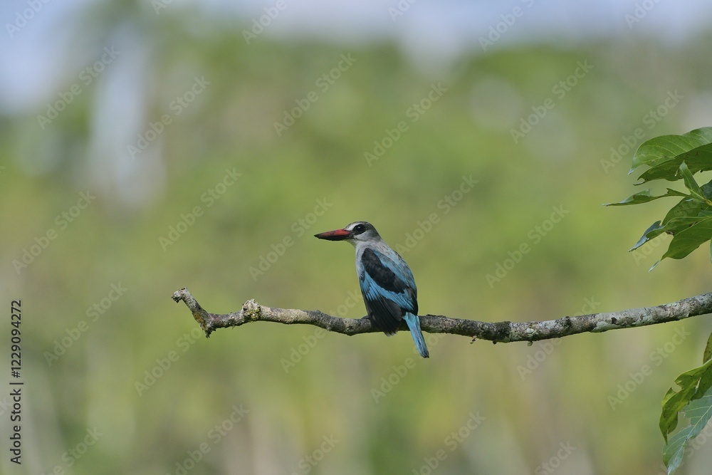 Obraz premium Woodland Kingfisher (Halcyon senegalensis), Lobéké National Park, East Region, Cameroon, Africa