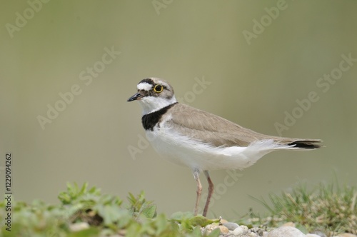 Little Ringed Plover (Charadrius dubius) photo