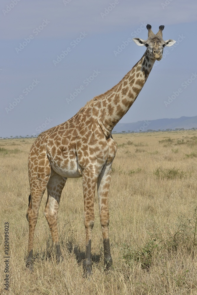 Obraz premium Maasai Giraffe or Kilimanjaro Giraffe (Giraffa camelopardalis tippelskirchi), Massai Mara, Rift Valley Province, Kenya, Africa