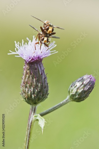 Sicus ferrugineus (Sicus ferrugineus), mating, Emsland, Lower Saxony, Germany, Europe photo