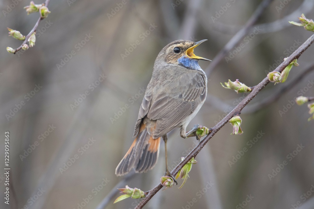 Bluethroat (Luscinia svecica) sitting on a branch, singing, Emsland, Lower Saxony, Germany, Europe Bluethroat (Luscinia svecica) sitting on a branch, singing, Emsland, Lower Saxony, Germany, Europe