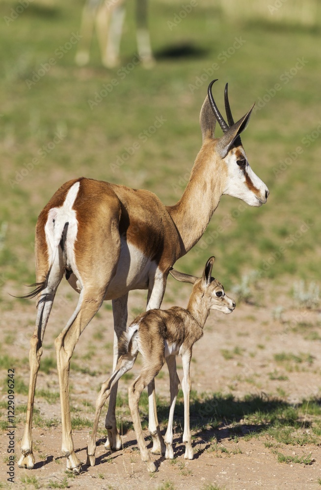Springboks (Antidorcas marsupialis), ewe with newborn lamb, during the rainy season in green surroundings, Kalahari Desert, Kgalagadi Transfrontier Park, South Africa, Africa Springboks (Antidorcas marsupialis), ewe with newborn lamb, during the rainy season in green surroundings, Kalahari Desert, Kgalagadi Transfrontier Park, South Africa, Africa