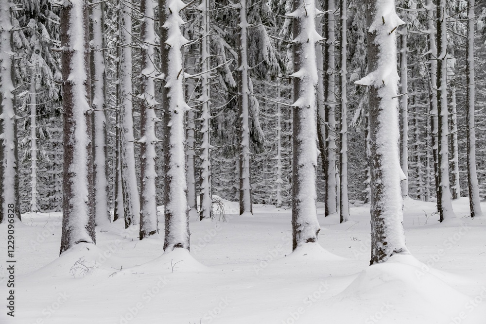 Snow-covered tree trunks in the forest, spruces (ficus) with snow, nature park Jauerling, Wachau, Lower Austria, Austria, Europe Snow-covered tree trunks in the forest, spruces (ficus) with snow, nature park Jauerling, Wachau, Lower Austria, Austria, Europe