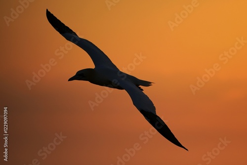 Northern gannet (Sula bassana) flying at sunset, Helgoland, Schleswig-Holstein, Germany, Europe photo