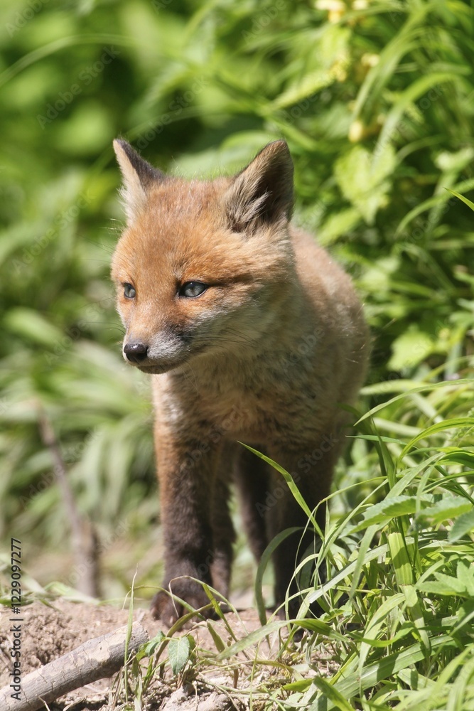 Fototapeta premium Young fox (Vulpes vulpes), pup, six weeks, Allgäu, Bavaria, Germany, Europe