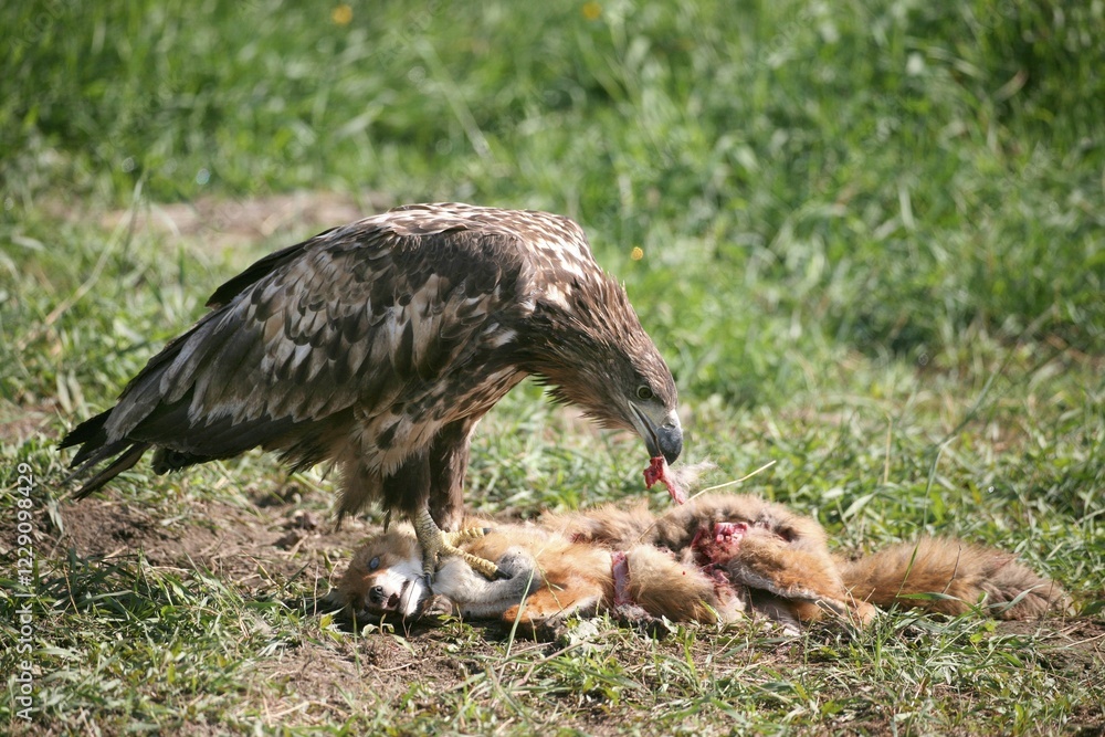 Fototapeta premium White-tailed Eagle or Sea Eagle (Haliaeetus albicilla), 2-year-old young bird, juvenile plummage, feeding on a fox