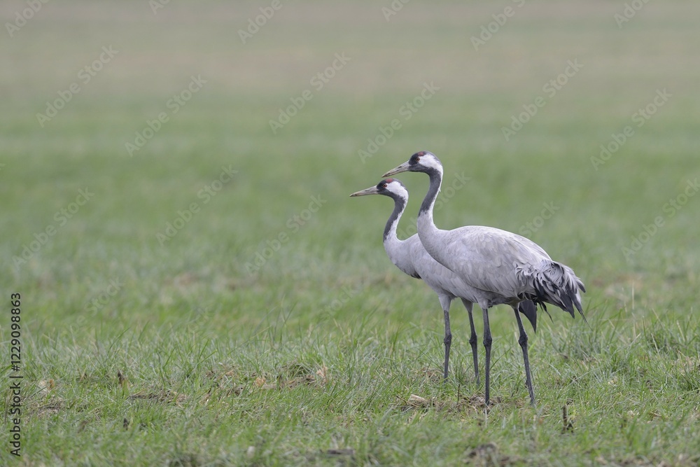 Fototapeta premium Common Cranes (Grus grus), Brandenburg, Germany, Europe