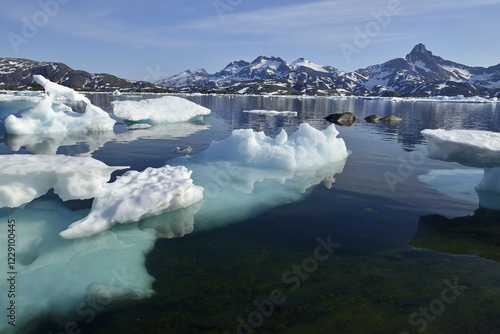 Obraz na plátně Pack or drift ice in Kong Oscars Havn, Ammassalik Island, East Greenland, Greenl