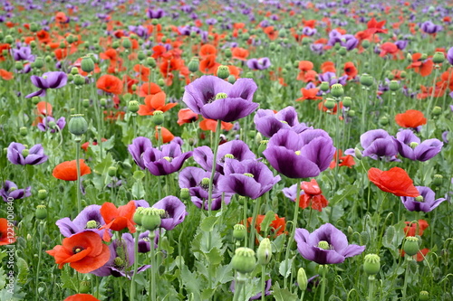Red and violet poppy field in summer, colorful background. Poppies.