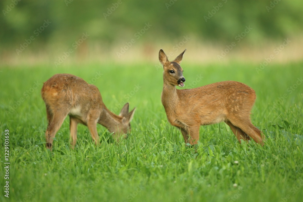 Fototapeta premium Two Roe Deer (Capreolus capreolus), fawns, two months, Allgaeu, Bavaria, Germany, Europe