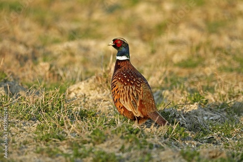 Pheasant (Phasianus colchicus), standing on a field, Burgenland, Austria, Europe