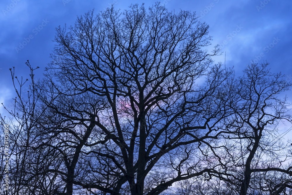Bare Oaks (Quercus), Silhouettes at dusk, Lower Saxony, Germany, Europe Bare Oaks (Quercus), Silhouettes at dusk, Lower Saxony, Germany, Europe
