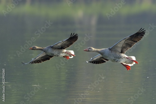 Quadro su tela Greylag geese (Anser anser), in flight over water, Lower Rhine, North Rhine-West