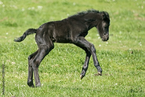 Domestic horse, black foal jumps exuberantly on pasture, Germany, Europe photo