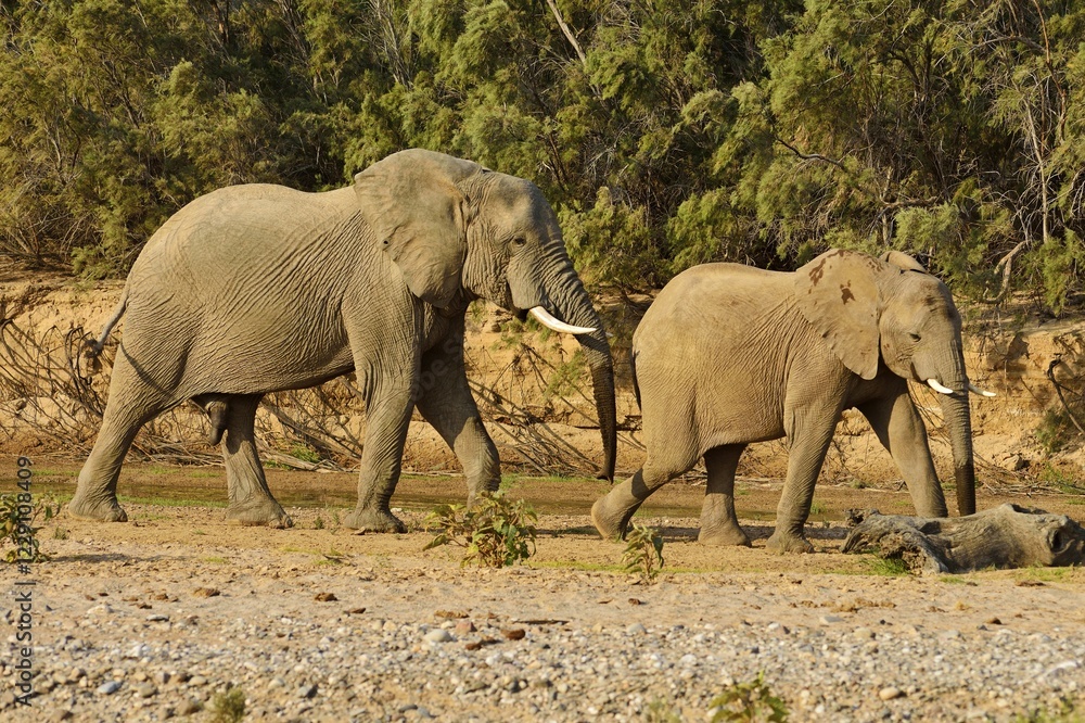 Namibian Desert elephants (Loxodonta africana), Bull and cow, Hoarusib River, Namib Desert, Kaokoland, Kaokoveld, Kunene Province, Namibia, Africa