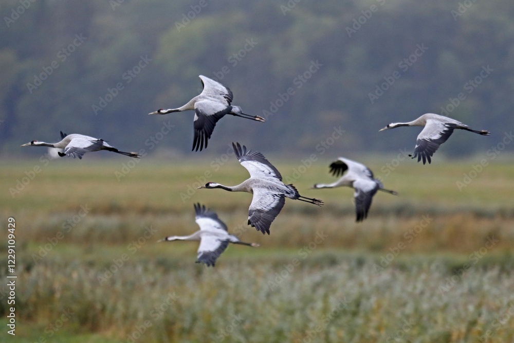 Fototapeta premium Cranes (Grus grus), flying in swarm, Western Pomerania Lagoon Area National Park, Mecklenburg-Western Pomerania, Germany, Europe