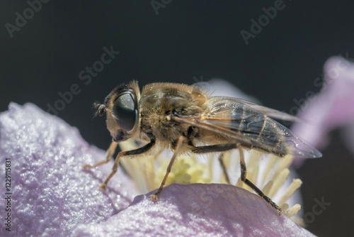 Tapered Dronefly (Eristalis pertinax) on a flower, Bridgend, South Wales, United Kingdom, Europe photo