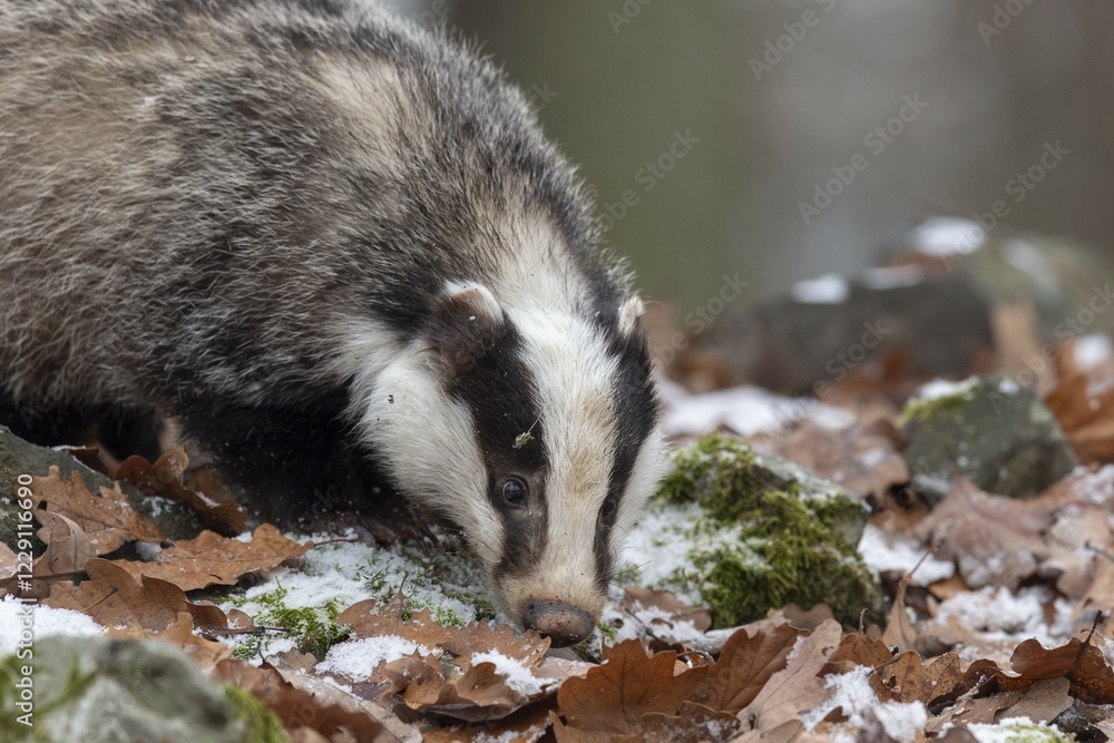 Obraz premium European badger (Meles meles), captive, Pilsen, Czech Republic, Europe