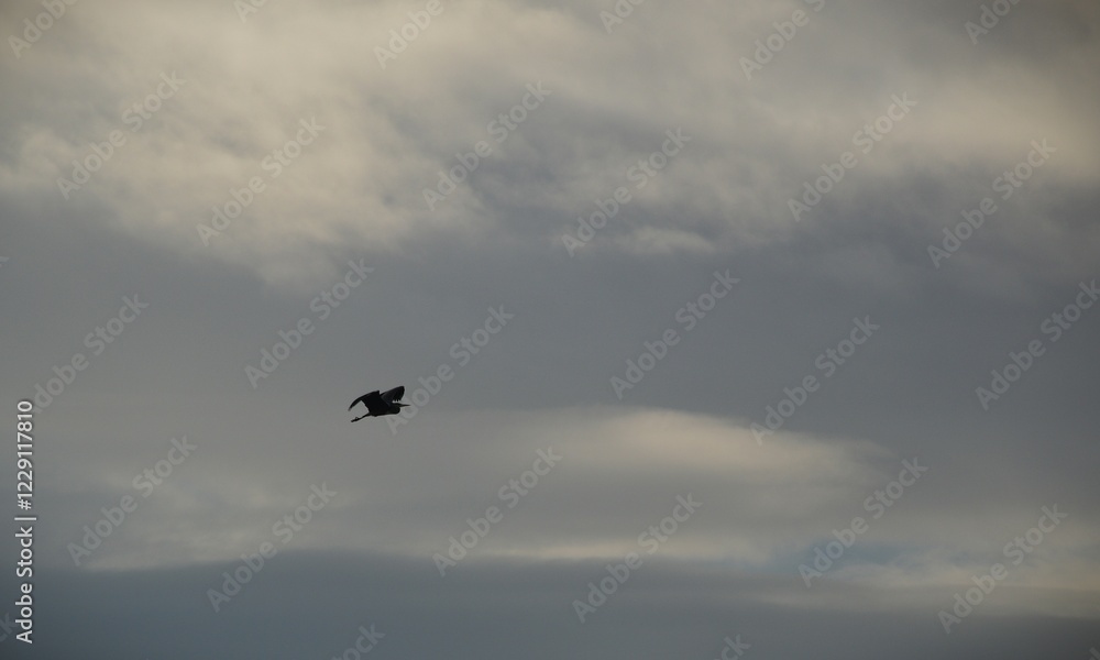 sky, airplane, flying, sunset, cloud, clouds, bird, plane, fly, air, flight, travel, nature, sea, seagull, aircraft, sun, jet, birds, transportation, gull, sunrise, transport, blue sky, airplane, flying, sunset, cloud, clouds, bird, plane, fly, air, flight, travel, nature, sea, seagull, aircraft, sun, jet, birds, transportation, gull, sunrise, transport, blue