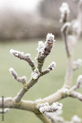 Close-up of a frozen branch with buds. A frozen tree in the park. Nature Photos