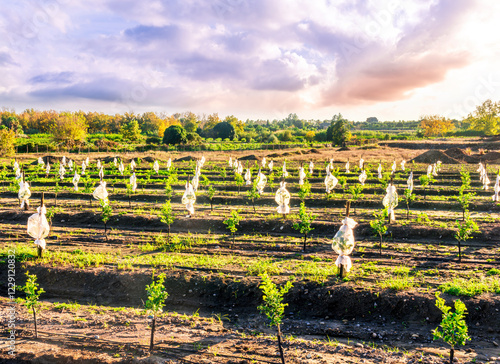 rows of green plants in spring or summer season garden on agricultural farmland landscape with beautidul cloudy background photo