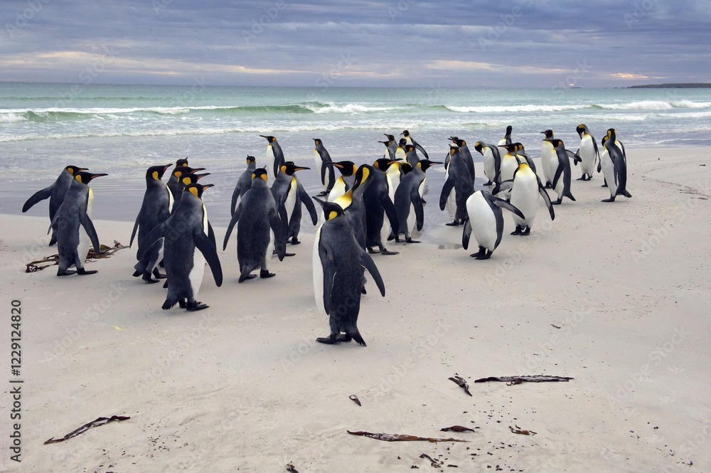 Φωτογραφία King Penguins (Aptenodytes patagonicus), Volunteer Point, East Falkland Islands,