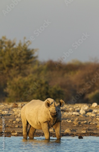 Black rhinoceros or hook-lipped rhinoceros (Diceros bicornis) male at waterhole, evening light, Etosha National Park, Namibia, Africa photo