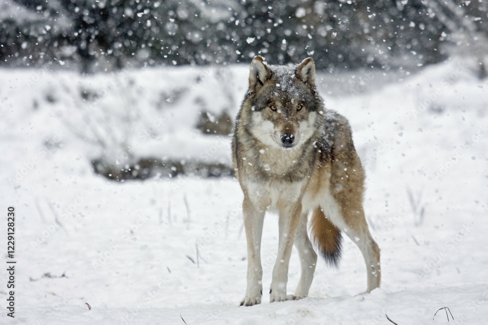 Naklejka premium Wolf (Canis lupus) in the falling snow, captive, Germany, Europe