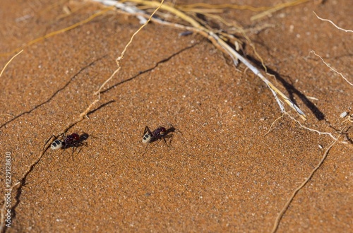 Namib dunes ant (Camponotus detritus) in the sand dunes, Namib Desert, Hardap Region, Namibia, Africa photo