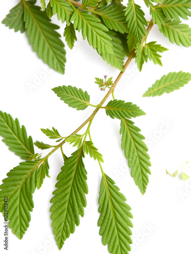 fresh green leaves White mugwort (Artemisia lactiflora, Guizhou) isolated on white background. herbal medicine inhibited or slowed growth of cancer cells Help prevent cancer photo