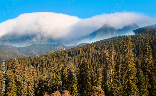 Beautiful pine trees with Ilgaz Mountains in the background - Çankırı, Turkey photo