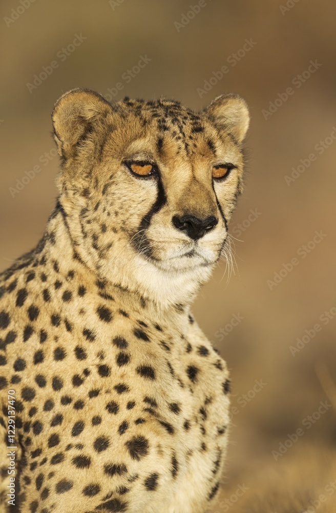 Cheetah (Acinonyx jubatus), male, animal portrait, captive, Namibia, Africa Cheetah (Acinonyx jubatus), male, animal portrait, captive, Namibia, Africa