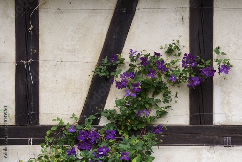 Clematis on a half-half-timbered house, Esslingen, Baden-Württemberg, Germany, Europe photo