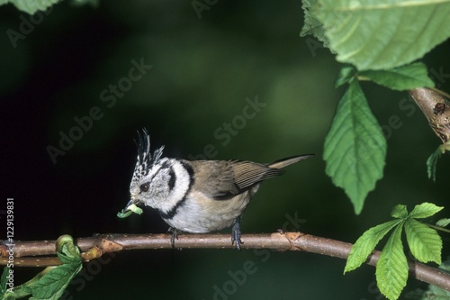 Crested Tit (Parus cristatus) with food photo