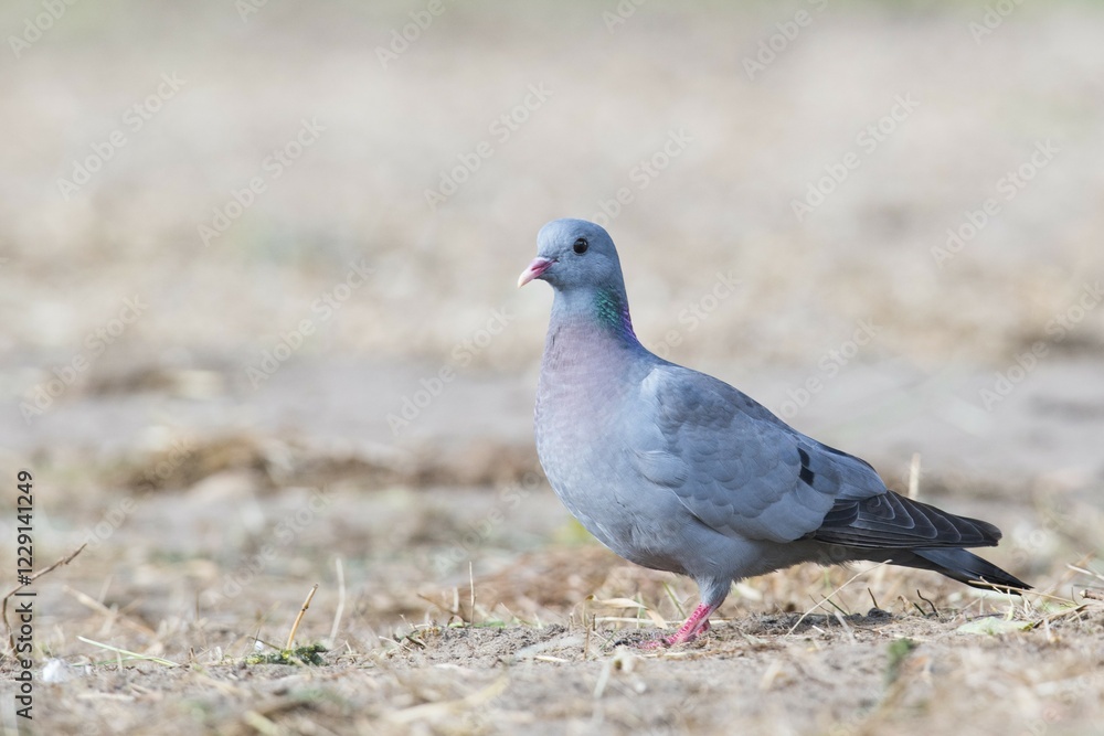 Stock Dove (Columba oenas), Emsland, Lower Saxony, Germany, Europe Stock Dove (Columba oenas), Emsland, Lower Saxony, Germany, Europe