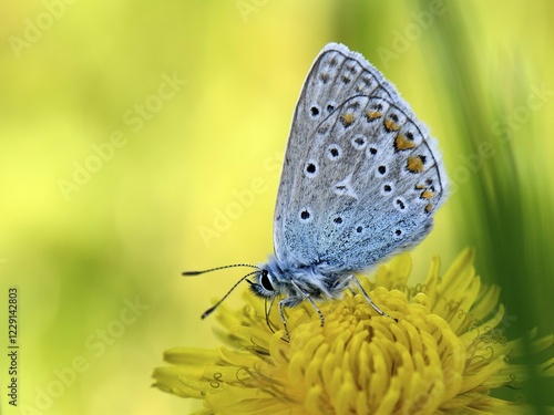 Common blue butterfly (Polyommatus icarus) on blossom of Dandelion (Taraxacum officinale), Lower Rhine, North Rhine-Westphalia photo