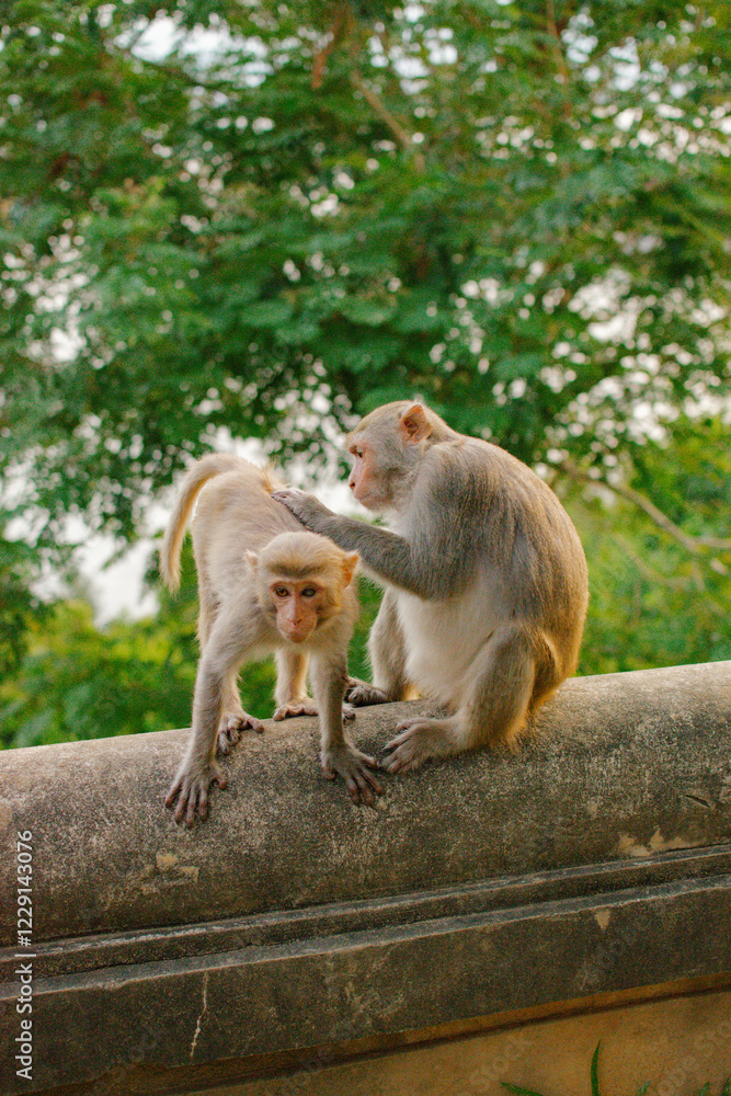 Two monkeys sitting on a railing, grooming each other with trees in the background Two monkeys sitting on a railing, grooming each other with trees in the background