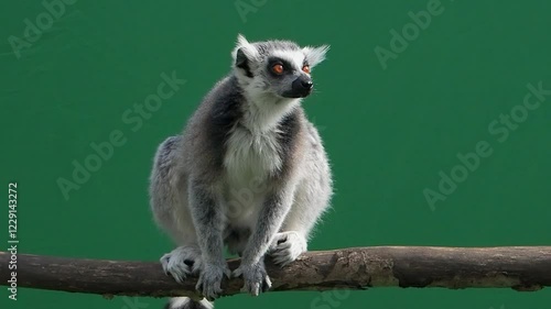 lemur looking in different directions on green screen slow motion