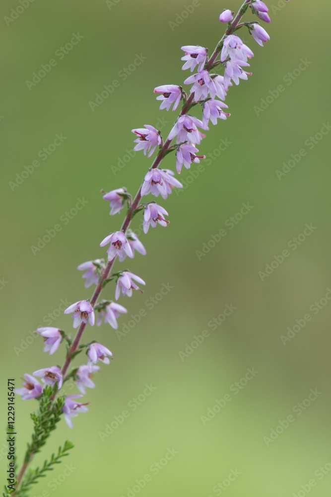 Heather (Calluna vulgaris), Emsland, Lower Saxony, Germany, Europe Heather (Calluna vulgaris), Emsland, Lower Saxony, Germany, Europe