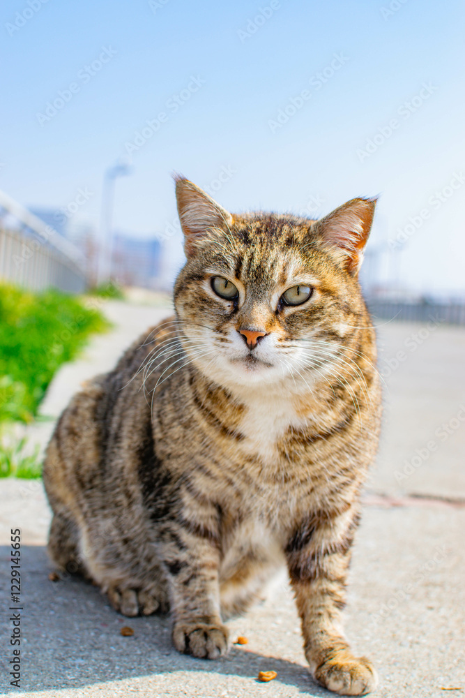 Street Cat in Istanbul on a Sunny Day Looking at the Camera Street Cat in Istanbul on a Sunny Day Looking at the Camera
