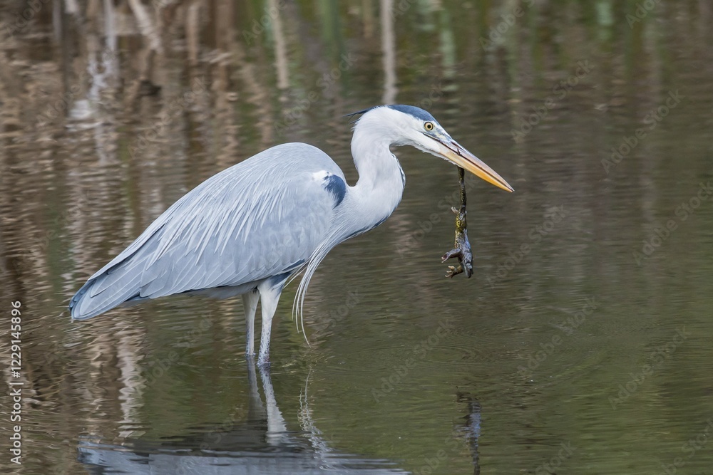 Naklejka premium Grey Heron (Ardea cinerea) with Common Toad prey (Bufo bufo), Hesse, Germany, Europe