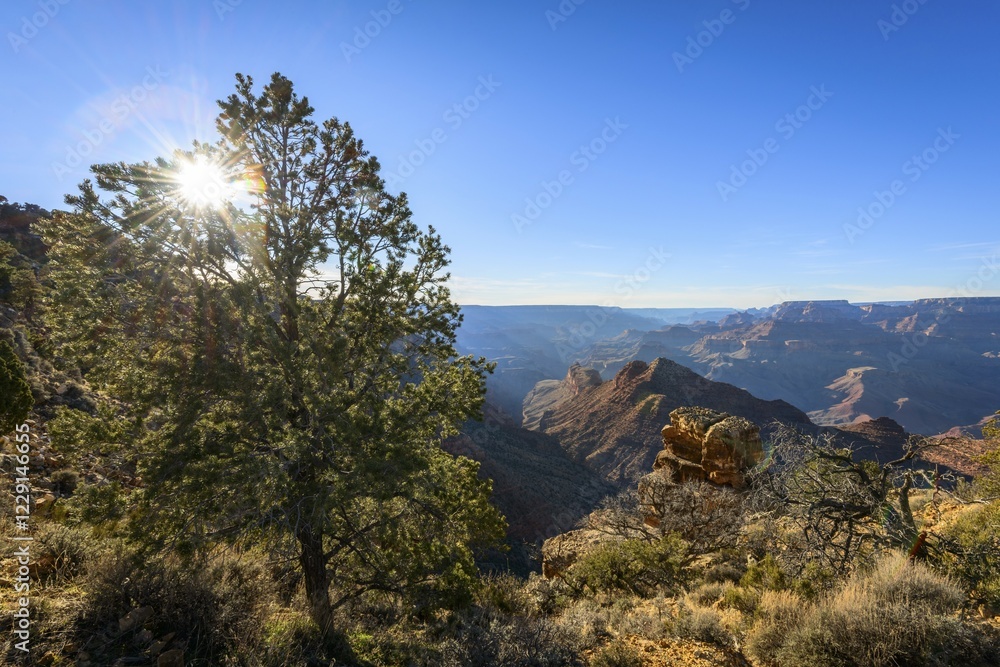 Obraz premium Sun, sun star shining through a conifer tree at the edge of the Grand Canyon, eroded rocky landscape, South Rim, Grand Canyon National Park, Arizona, USA, North America