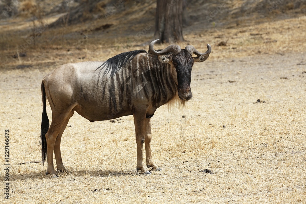 Wildebeest (Connochaetes sp.), Tarangire National Park, Tanzania, Africa Wildebeest (Connochaetes sp.), Tarangire National Park, Tanzania, Africa