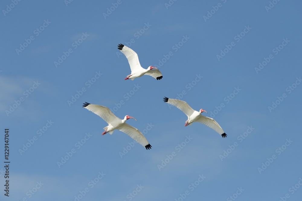 Obraz premium White Ibis (Eudocimus albus) in flight, Florida, USA, North America