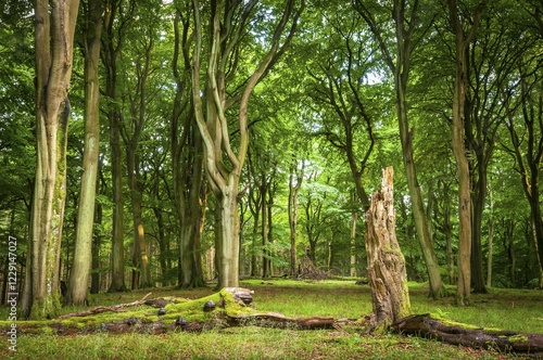 Fotografie Beech primeval forest with deadwood, evening mood, Jasmund National Park, Island