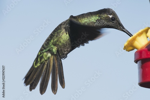 Magnificent Hummingbird (Eugene fulgens) in flight, feeding, male, Los Quetzales National Park, Costa Rica, Central America photo